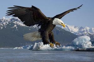Wild Bald Eagle Wallpapers Affiche
