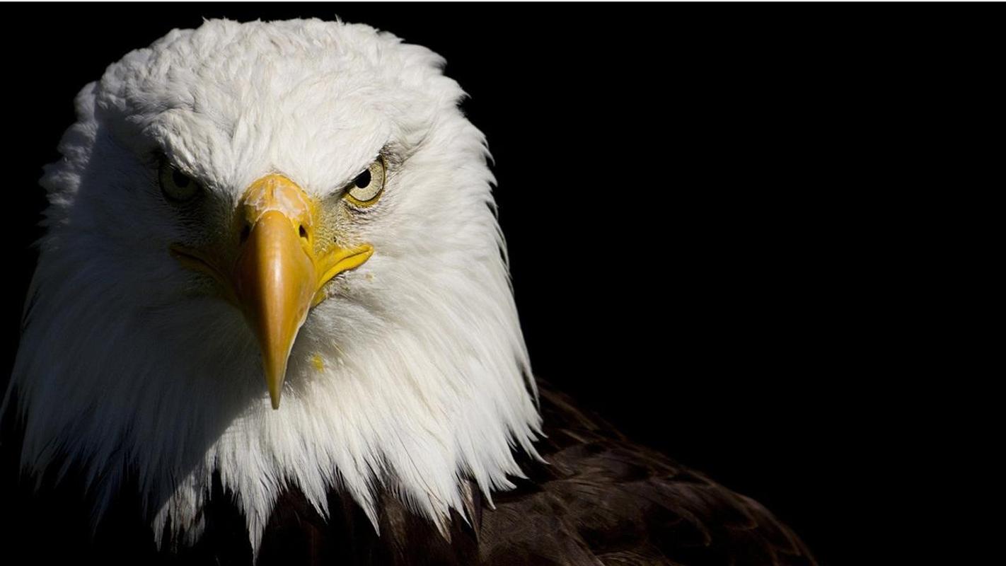 wild bald eagle wallpapers for android apk download