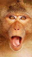 2 Schermata Monkey Live Wallpaper