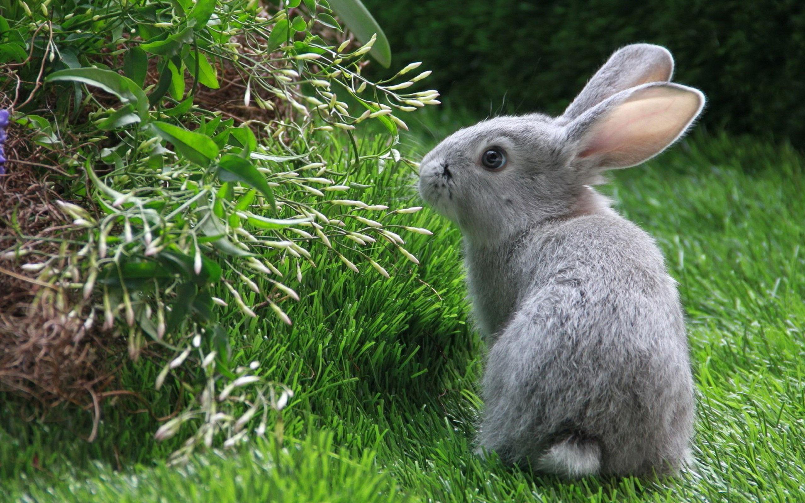 Rabbit power animal 🌈 Фото Кролики Животные белым фоном Круп
