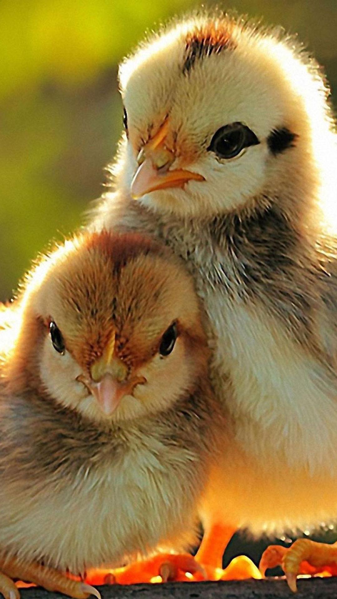 Ayam Jantan Wallpaper Animasi Horoskop Gambar For Android Apk