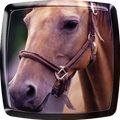 Cheval Fond d'Écran Animé
