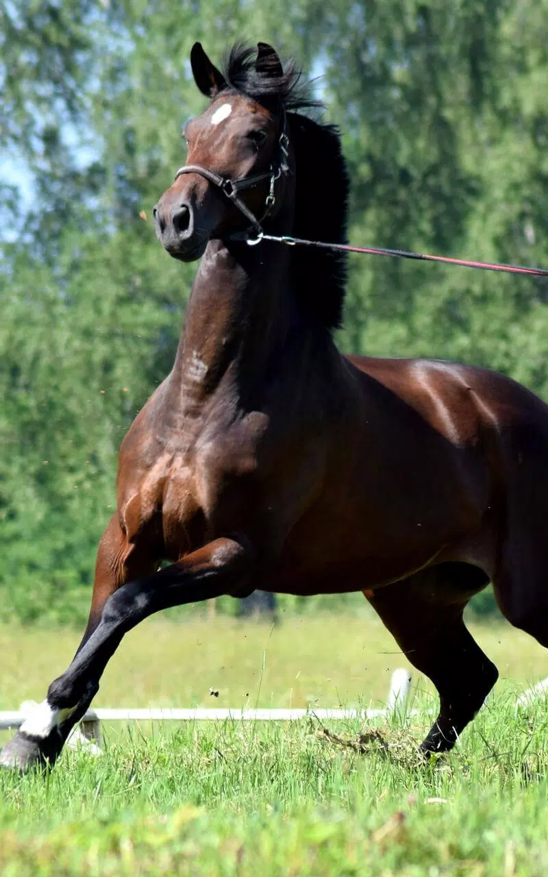 Descarga de APK de Fondo Animado Caballo para Android Descarga de APK de Fondo Animado Caballo para Android