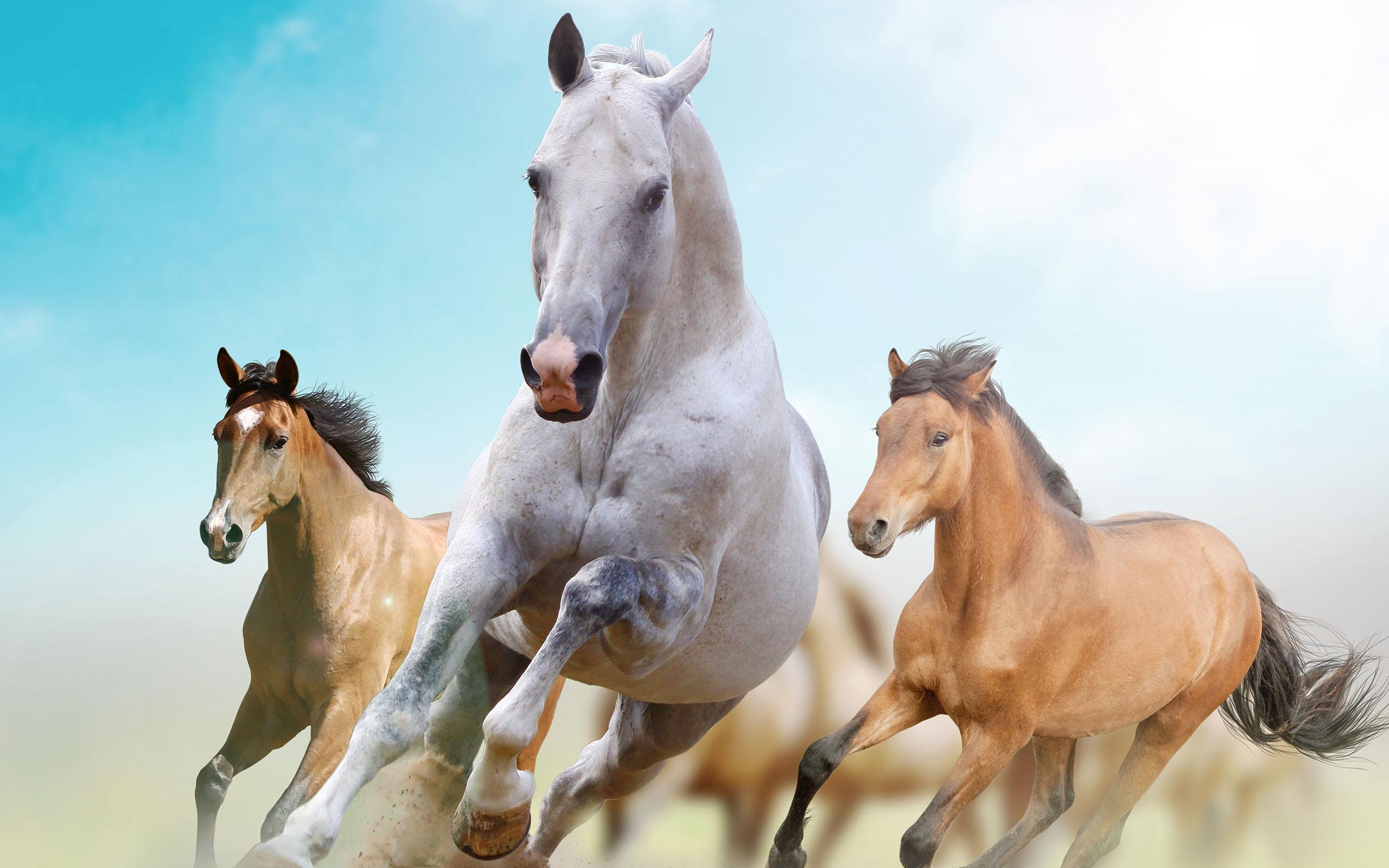 Descarga de APK de Horse Pictures Live Wallpaper para Android Descarga de APK de Horse Pictures Live Wallpaper para Android