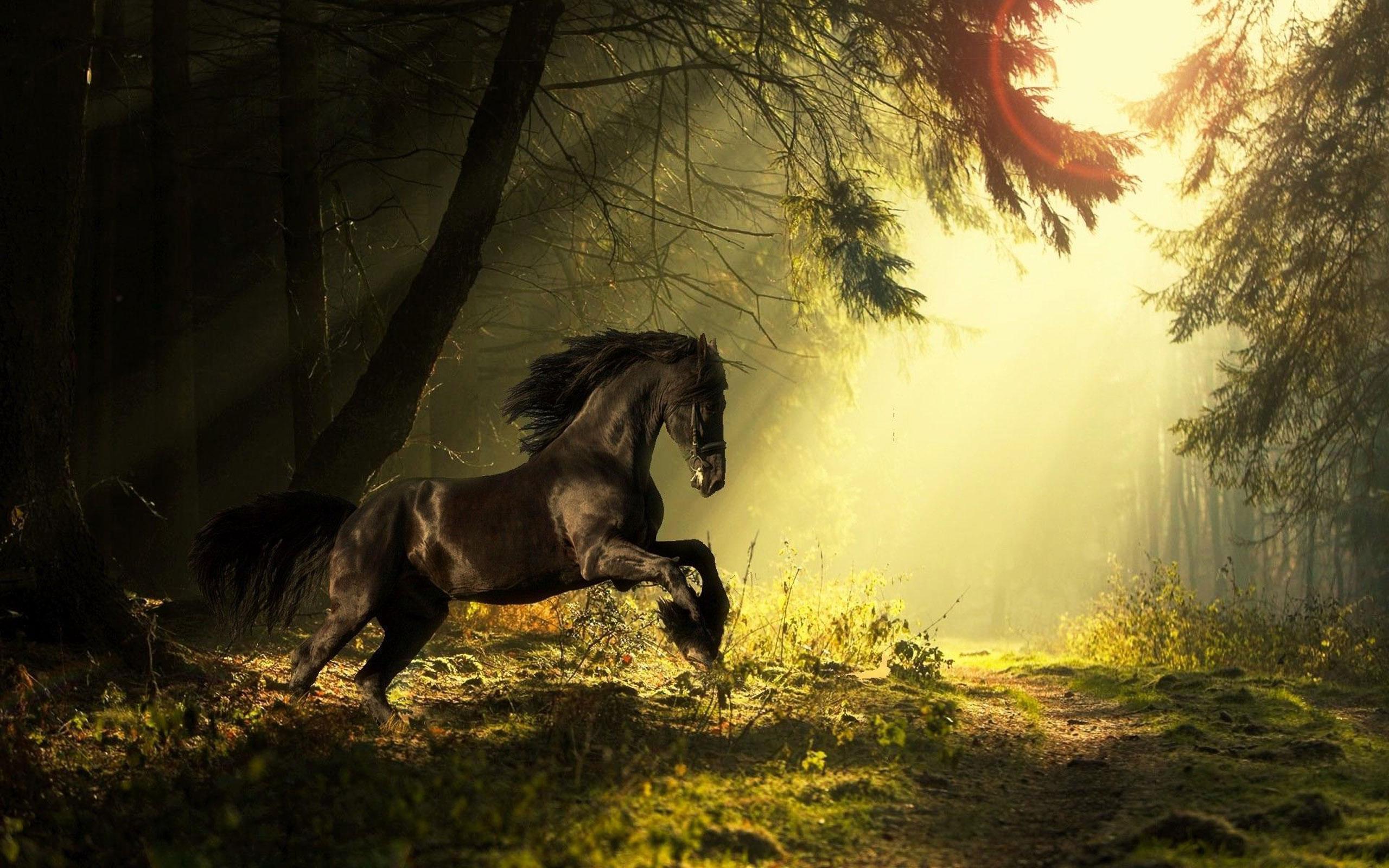 Лошади на фоне природы
