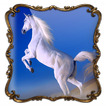 ”Horses Photo Frames