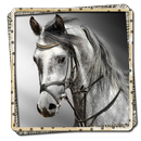Horses Picture Frames FREE APK