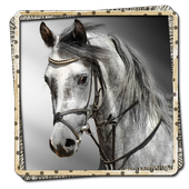 Horses Picture Frames FREE icon