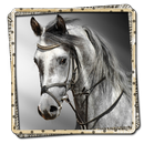 Horses Picture Frames FREE-APK