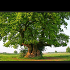 How ToPlant An Oak Tree Zeichen