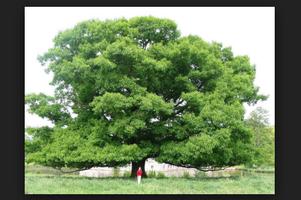 How ToPlant An Oak Tree الملصق