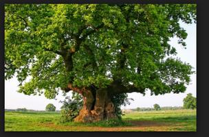 How ToPlant An Oak Tree تصوير الشاشة 1