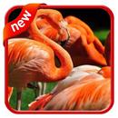 Wallpaper Flamingo For Smartphone APK