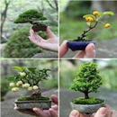 Ide Bonsai APK