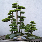 Ideen Bonsai Bäume Zeichen