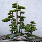 Ideas Bonsai Trees آئیکن