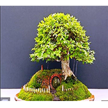 アイデアハウスプラント2017