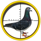 Pigeon (Kabootar) Shooting, 3D icône