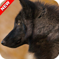 Black Wolf Wallpaper