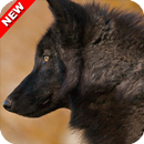 Black Wolf Wallpaper-APK