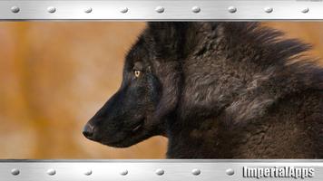 Black Wolf Wallpaper Affiche