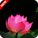 Lotus Wallpaper APK