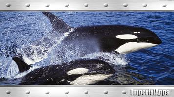 Orca Wallpaper capture d'écran 2