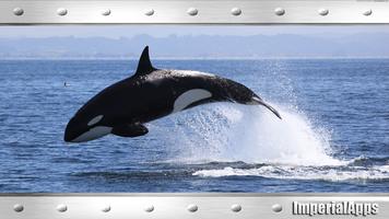 Orca Wallpaper syot layar 3