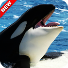 Wild Orca Wallpaper icon
