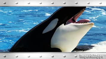 Wild Orca Wallpaper poster