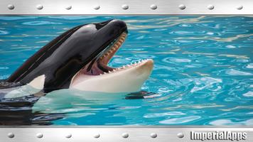 Wild Orca Wallpaper screenshot 1