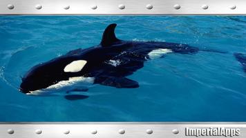 Wild Orca Wallpaper screenshot 2