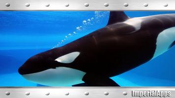 Wild Orca Wallpaper screenshot 3