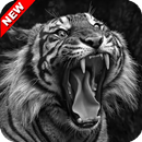 Angry White Tiger Wallpaper-APK