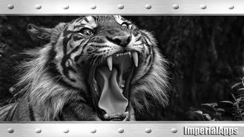 Angry White Tiger Wallpaper Affiche