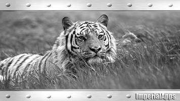 Angry White Tiger Wallpaper capture d'écran 1