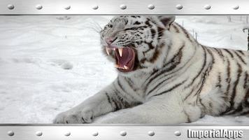 Angry White Tiger Wallpaper capture d'écran 3