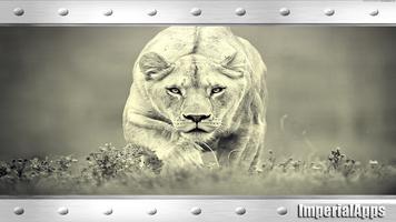 پوستر White Lion Wallpaper