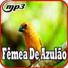 آیکون‌ Canto Femea De Azulao New Mp3
