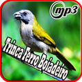 Canto Trincia Ferro Boiadeiro