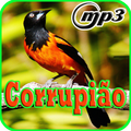 Canto Do Corrupiao HD Mp3