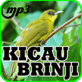 Kicau Brinji Masteran Mp3