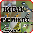 Kicau Burung Pemikat lengkap APK