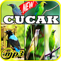 Kicau Cucak Lengkap Gacor Mp3