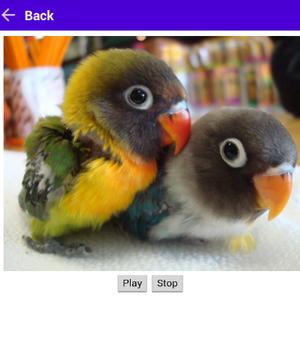 Kicau Lovebird Master For Android Apk Download