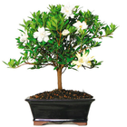 Diseño de árbol de Bonsai de i icono