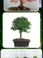 برنامه‌نما Indoor Bonsai Tree Design عکس از صفحه