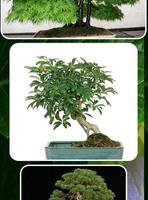 Indoor Bonsai Tree Design syot layar 1