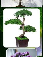 Indoor Bonsai-Baum-Entwurf Screenshot 2