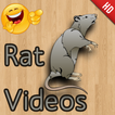 Funny Rat Videos